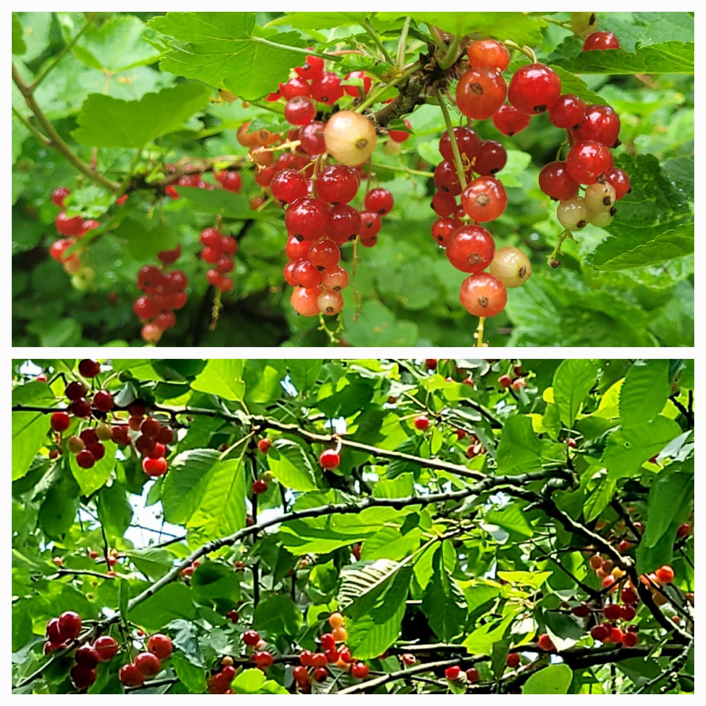 Photo 40 of Kloosterpark 1