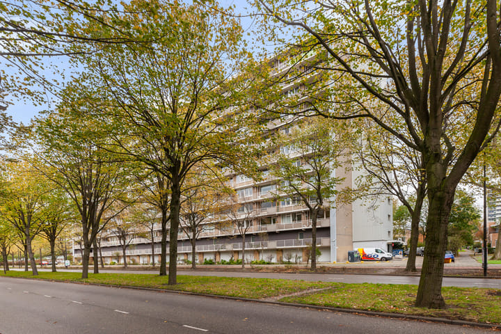 Holysingel 242 main image