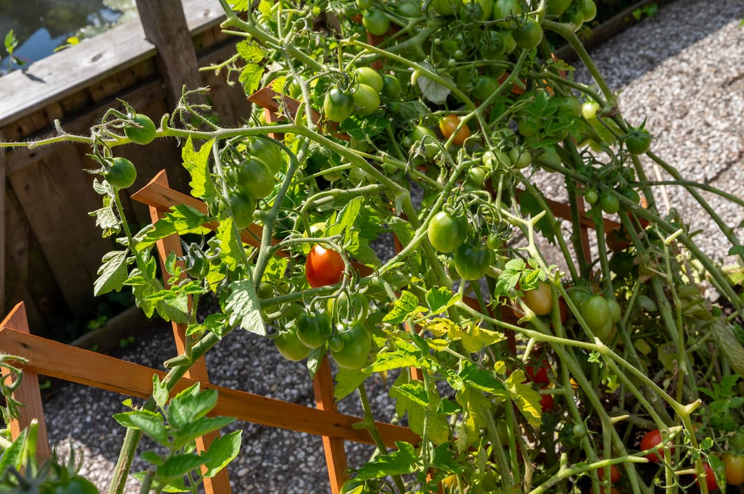 Photo 32 of Reigerskamp 493