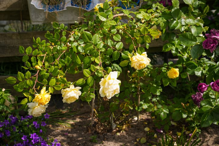 Photo 33 of Kwartelstraat 12