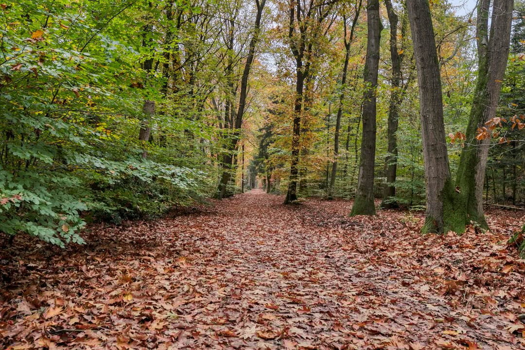 Photo 76 of Sparrenlaan 4