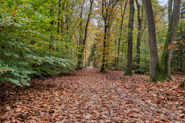 Foto 76 van Sparrenlaan 4