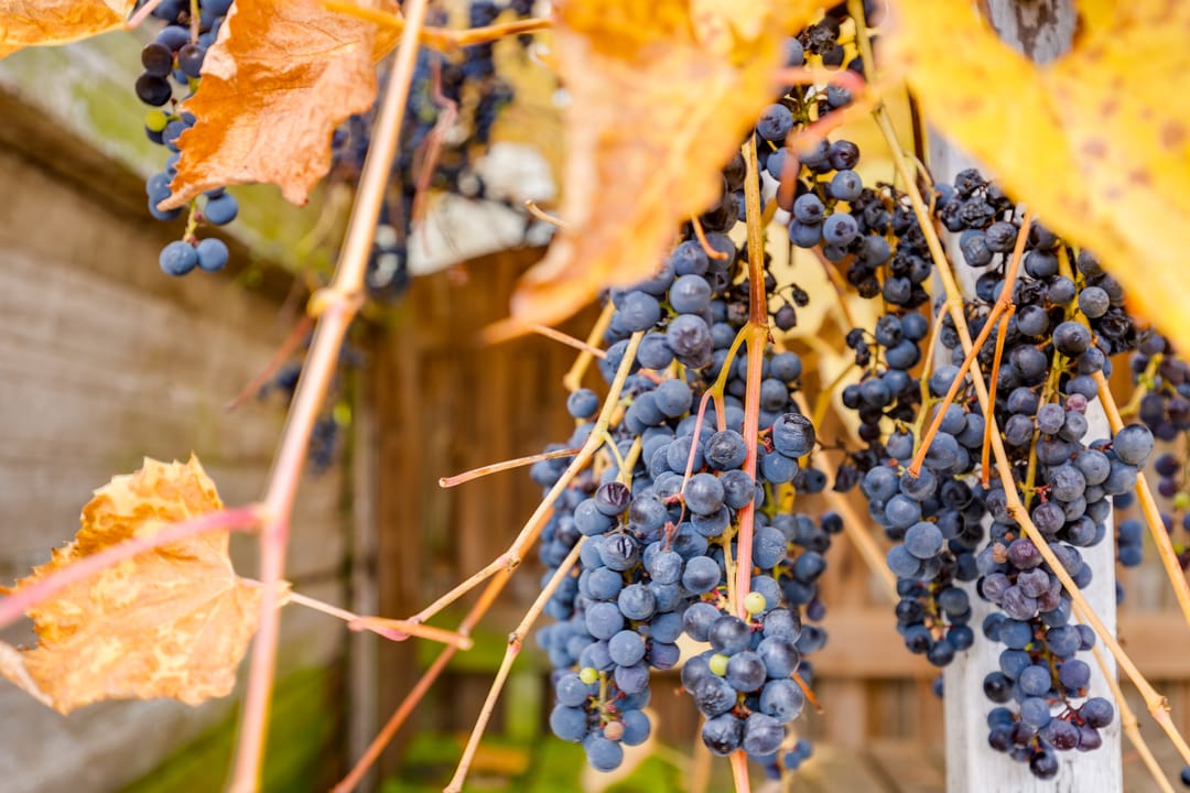 Foto 2 van Prins Clausstraat 7