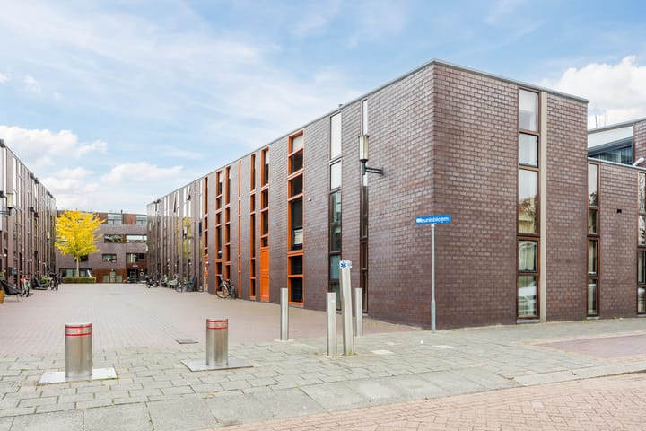 Photo 30 of Kokardebloem 36