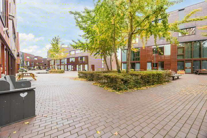 Photo 32 of Kokardebloem 36