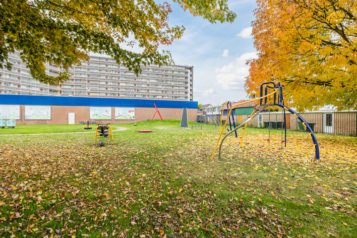 Photo 35 of Kokardebloem 36