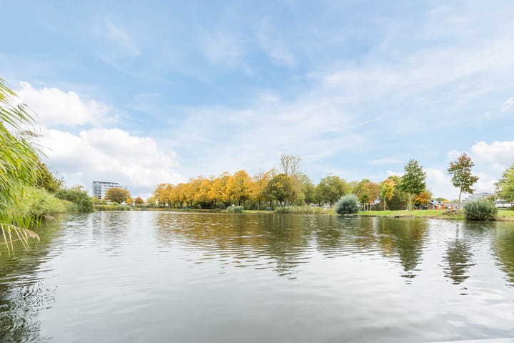 Photo 39 of Kokardebloem 36