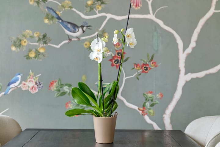 Foto 34 van Koperslagerij 27