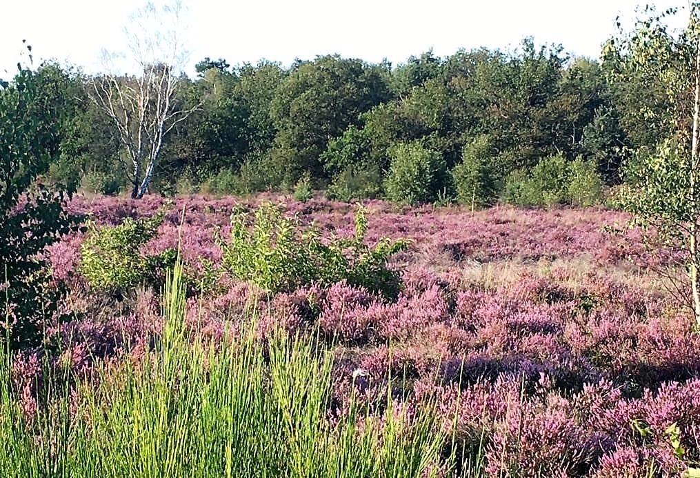 Foto 45 van Stuifhoeve 19 l Herperduin