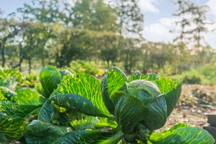 Photo 42 of Weerwilleweg 34