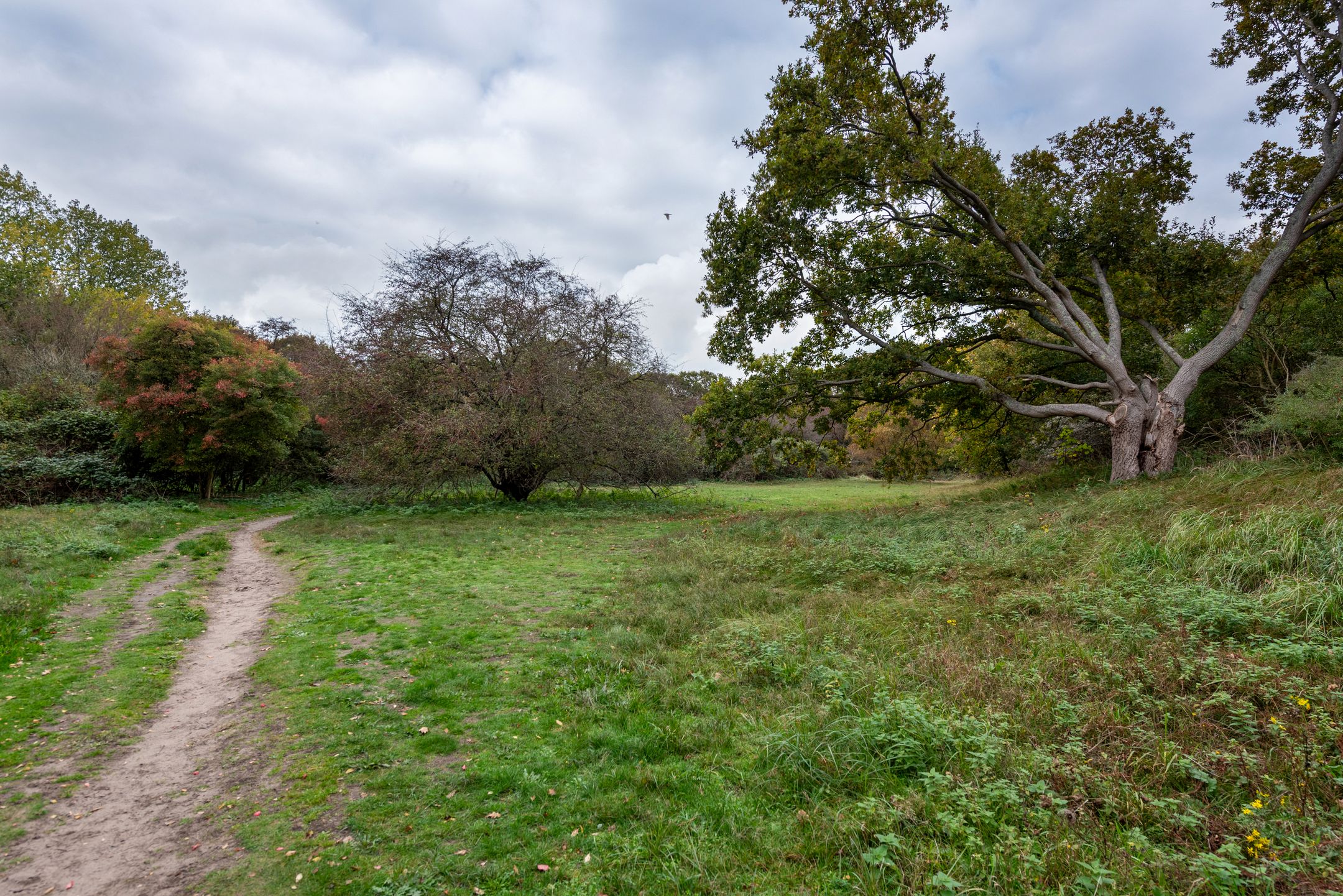 Foto 24 van Van Alkemadelaan 906