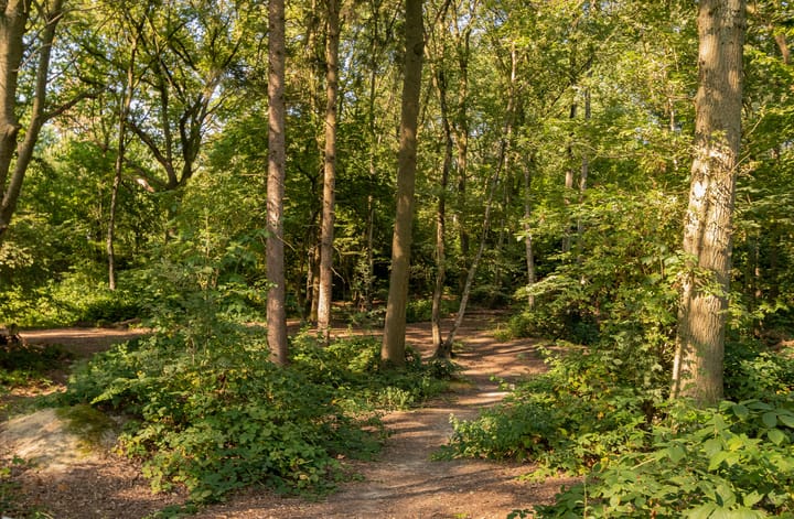 Foto 23 van Sliffertsestraat 6