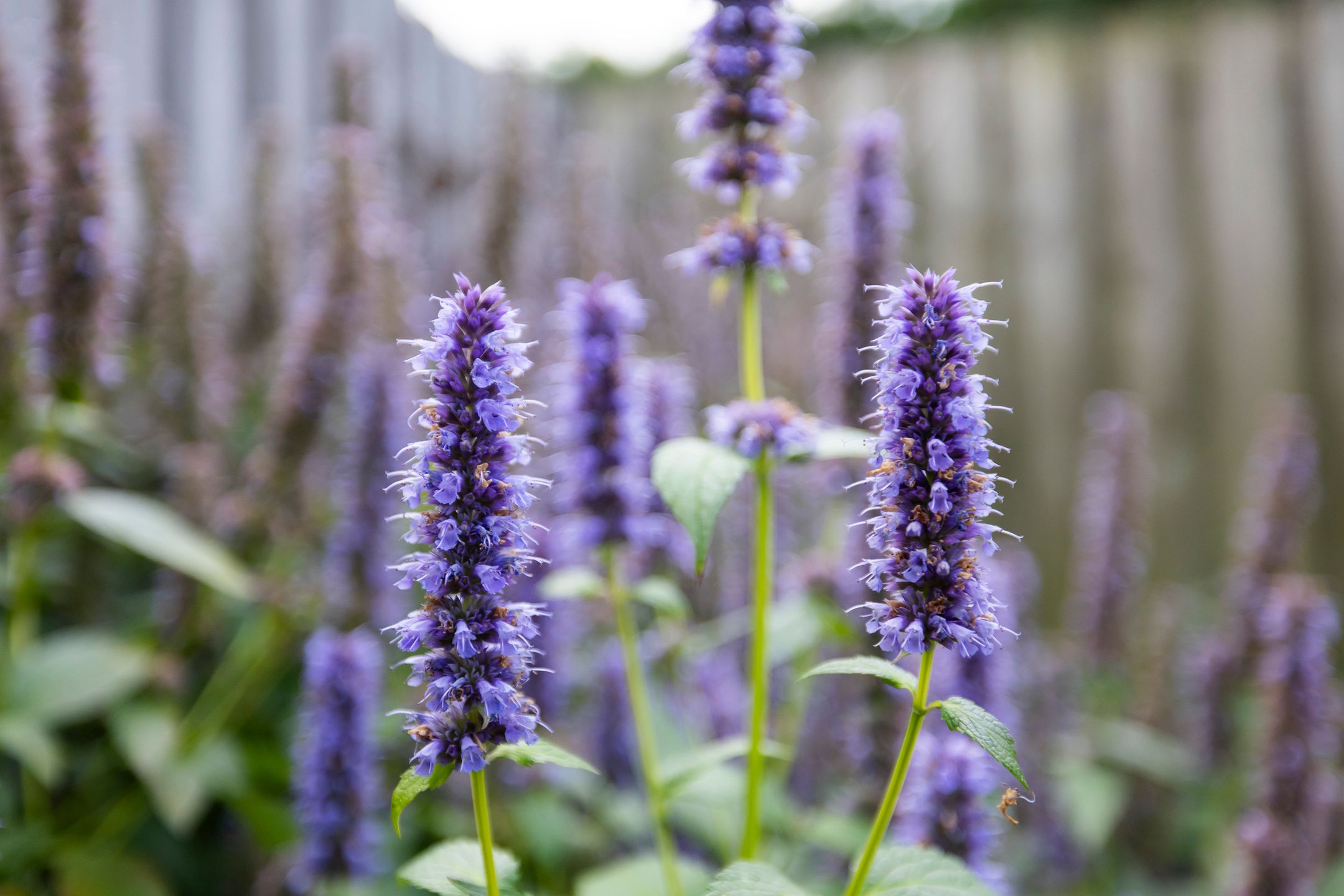 Photo 30 of Wielhovenstraat 54