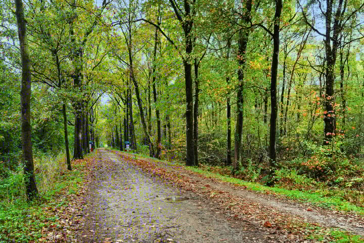 Photo 49 of Boterbloemstraat 37