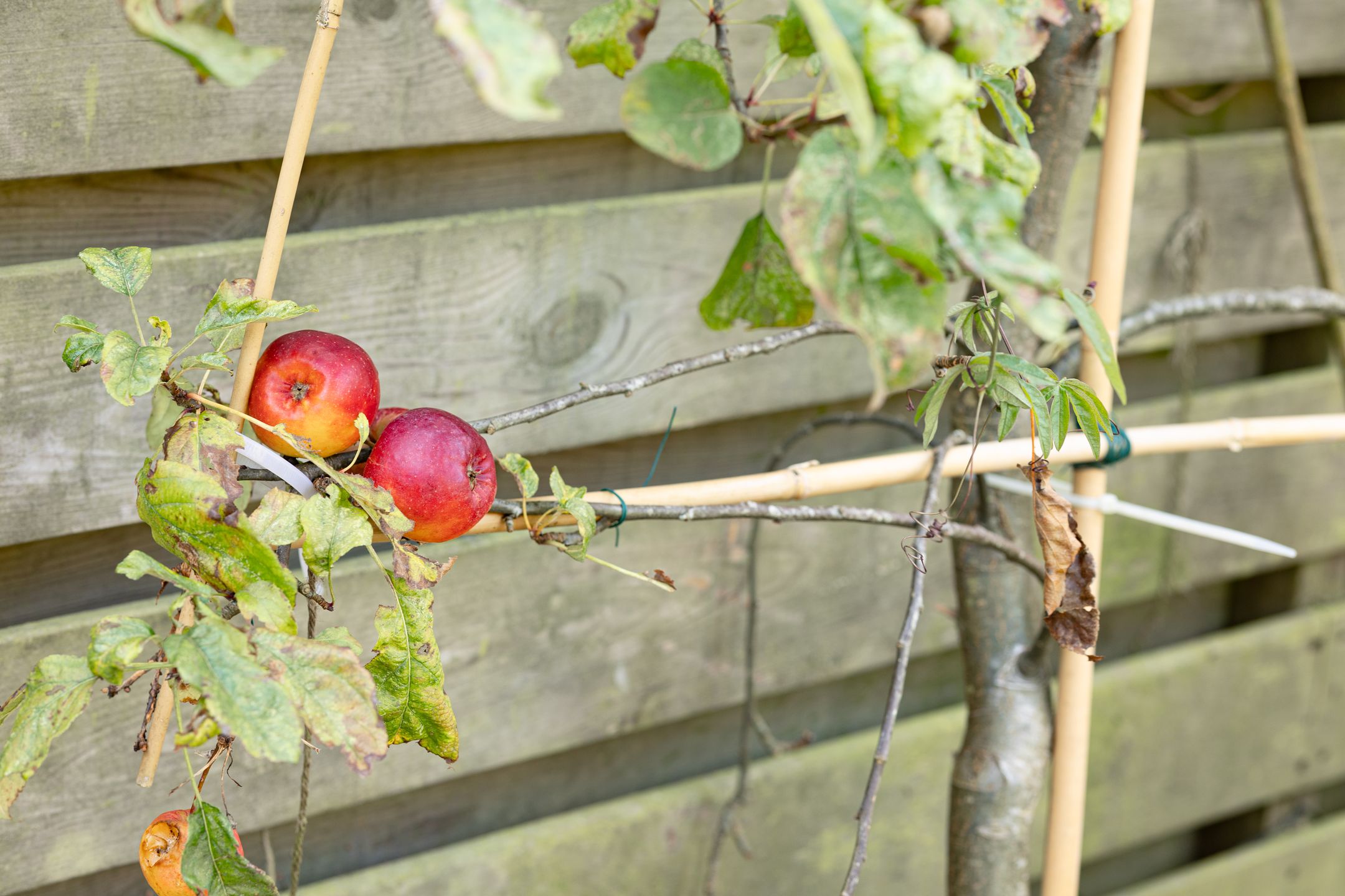 Foto 45 van Henegouwenstraat 3