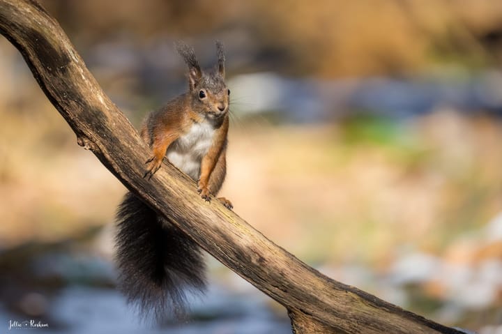 Photo 2 of Molenbelterweg 9-309