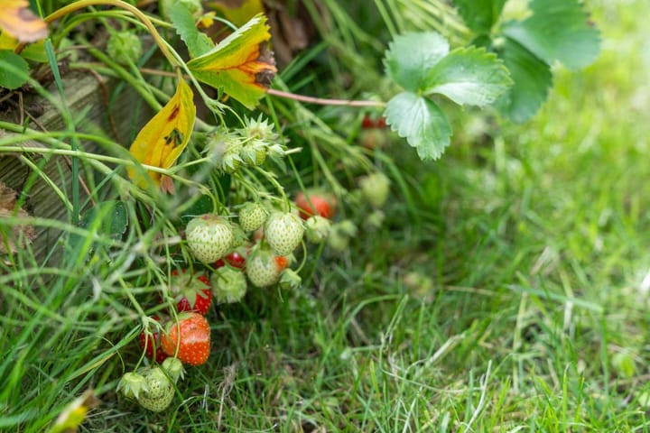Photo 46 of Aletta Jacobsstraat 36