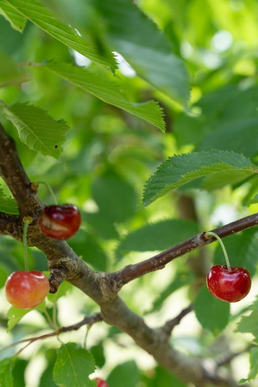 Photo 48 of Aletta Jacobsstraat 36