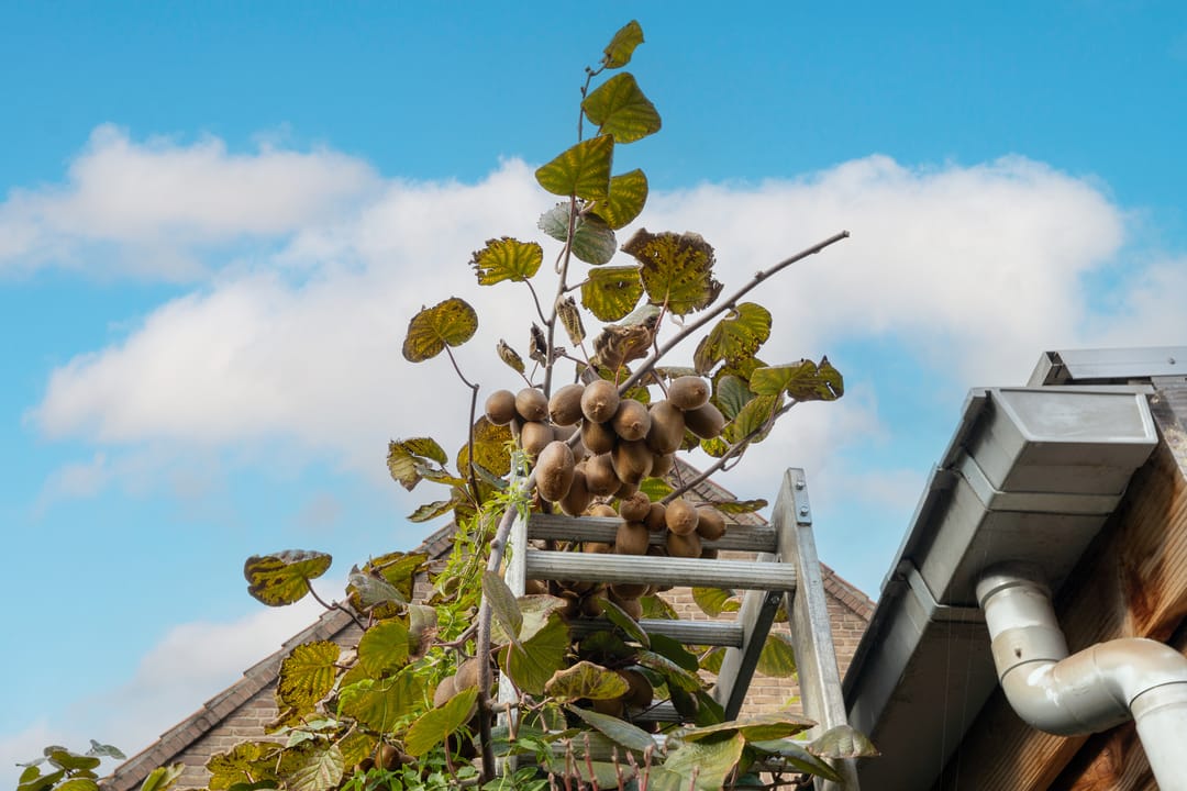 Foto 46 van Lange Weistraat 55