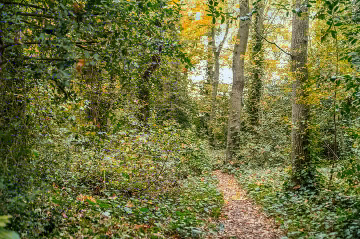 Foto 51 van Bosweg 13