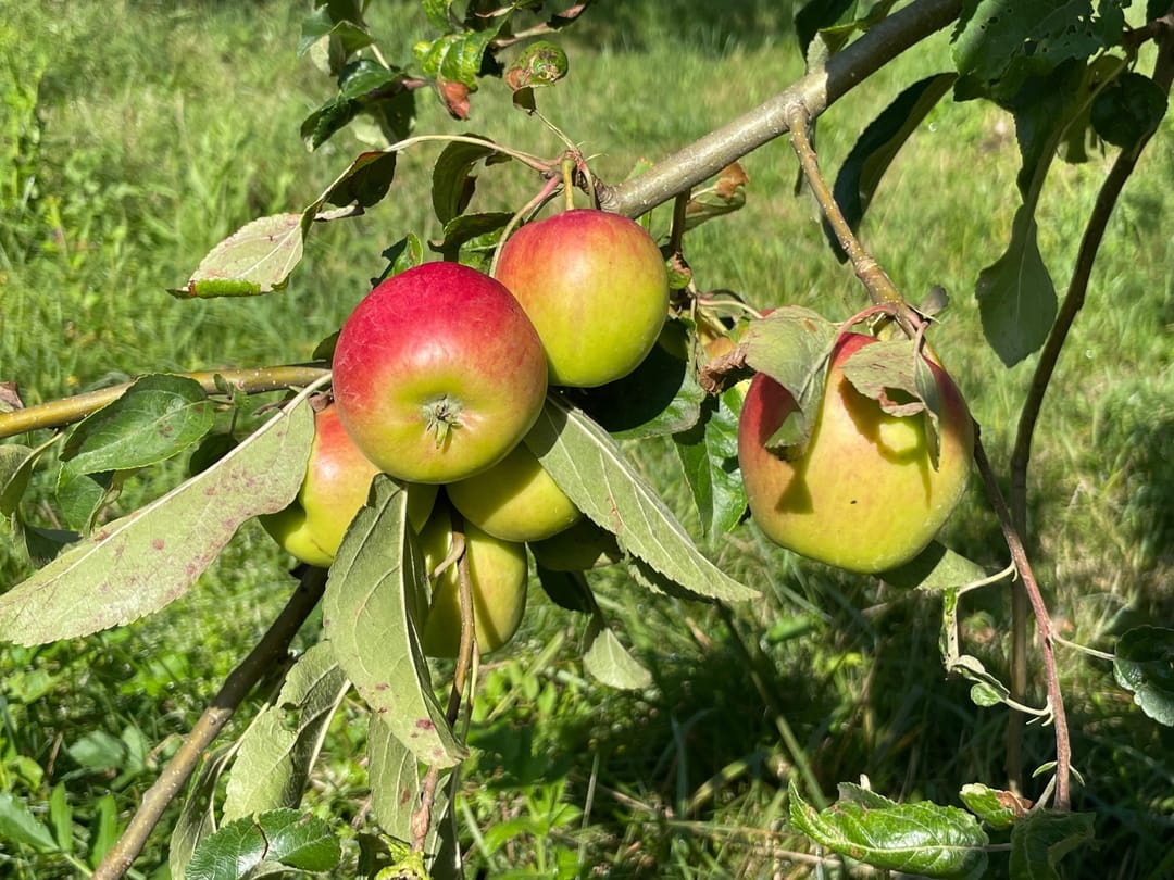Photo 16 of Oarba de Mure? 64
