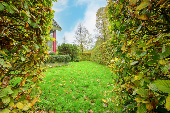 Photo 36 of Schorrekruid 38