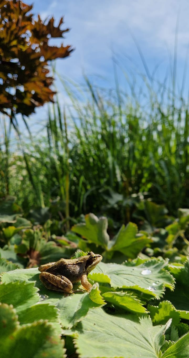 Foto 30 van Schuurmansweg 1-B