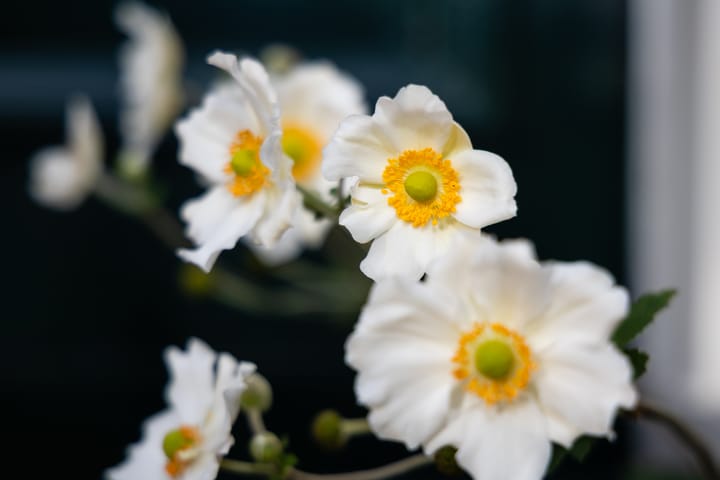 Foto 25 van Moerkensgaard 1