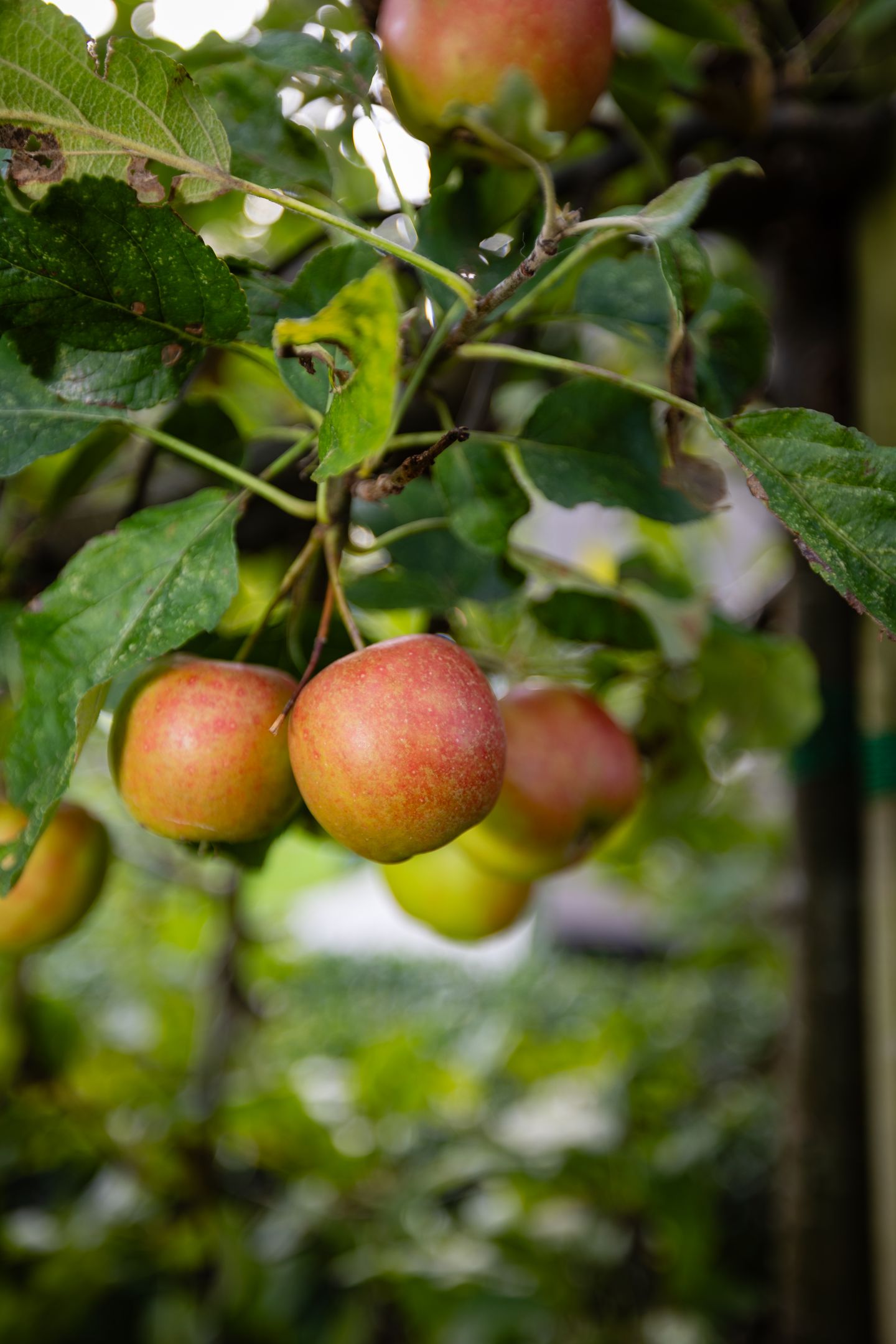 Foto 29 van Moerkensgaard 1