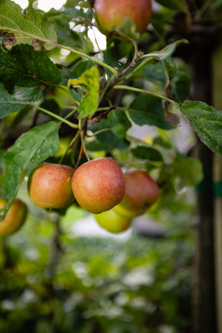 Foto 26 van Moerkensgaard 1