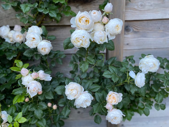 Photo 32 of Bijsterbosweg 5-A