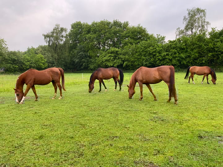 Photo 44 of Bijsterbosweg 5-A