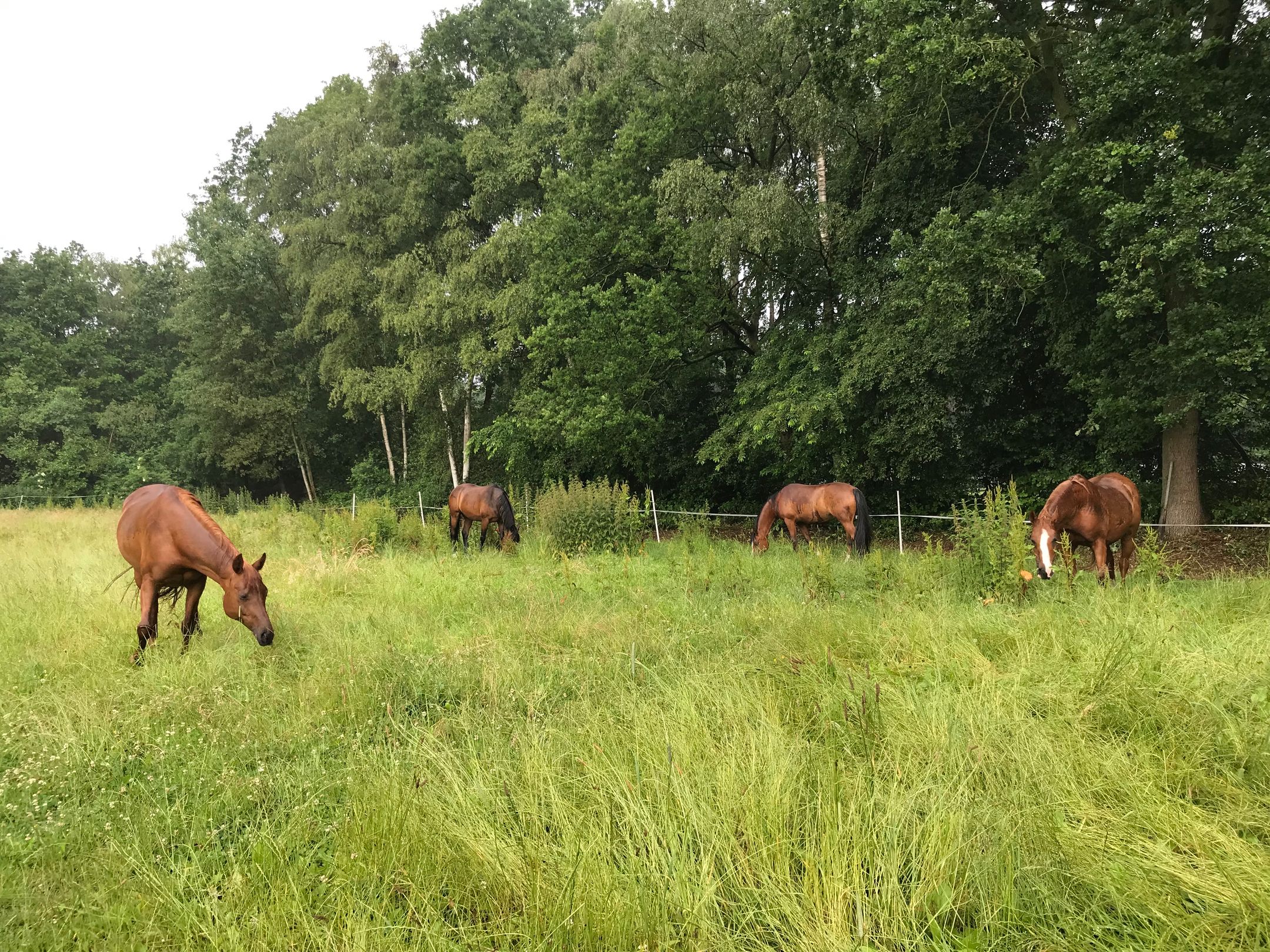 Foto 45 van Bijsterbosweg 5-A