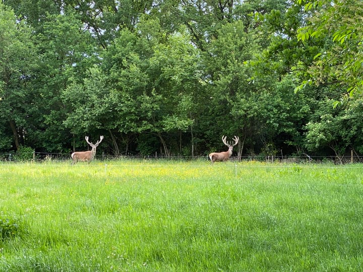 Photo 46 of Bijsterbosweg 5-A