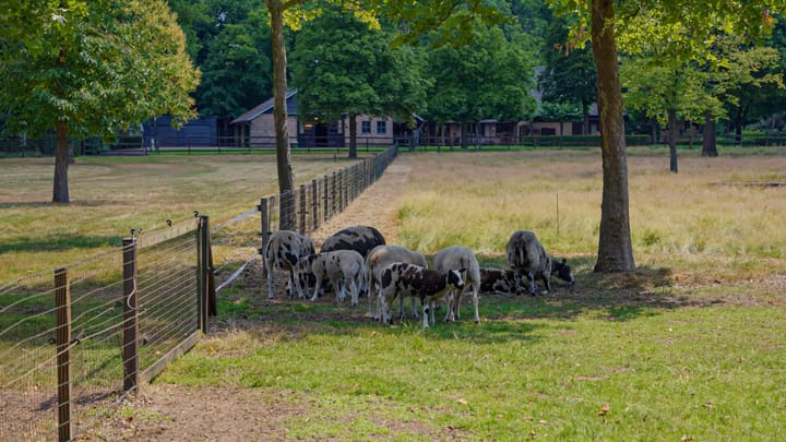 Photo 16 of Pepereind 20