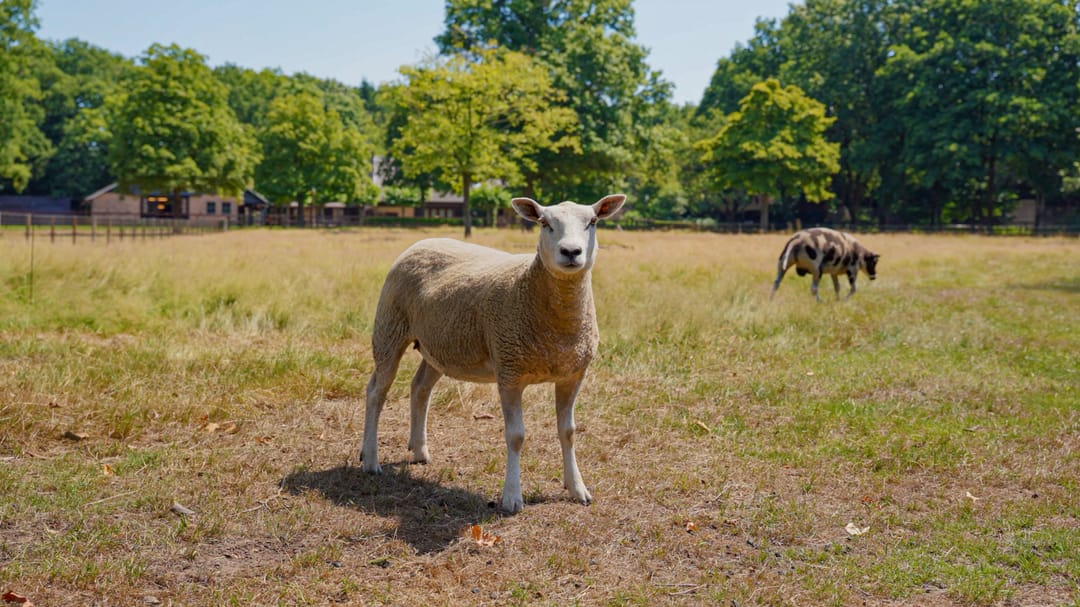 Foto 22 van Pepereind 20