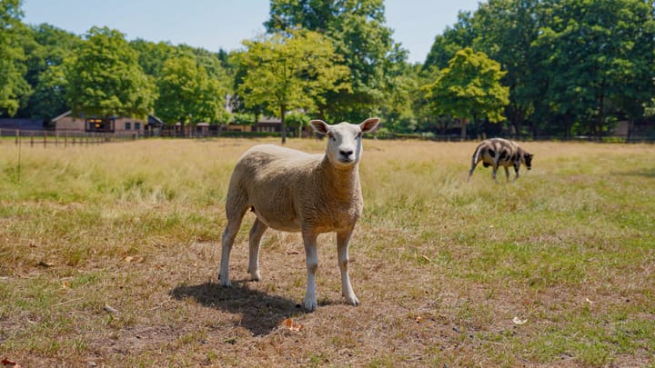 Photo 22 of Pepereind 20