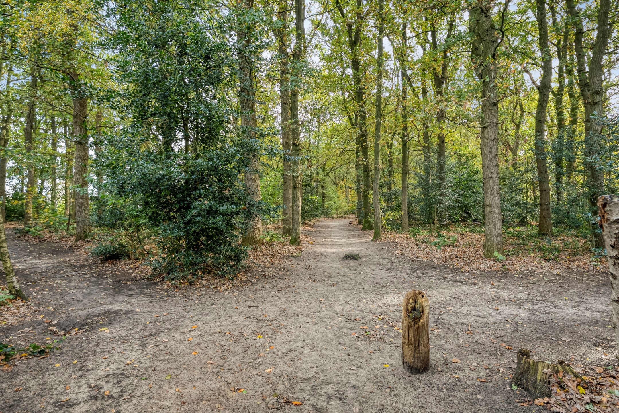 Foto 48 van Teunisbloem 20
