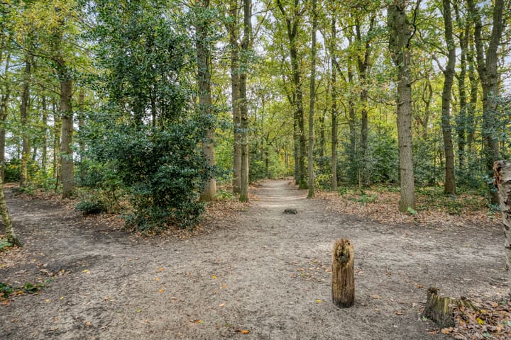 Foto 48 van Teunisbloem 20