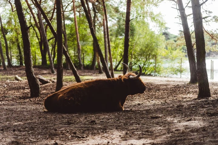 Photo 30 of Hermanusweg 4-83