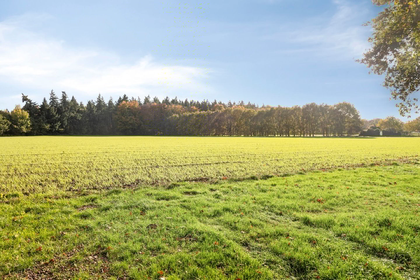 Foto 35 van Boekweitsdries 10