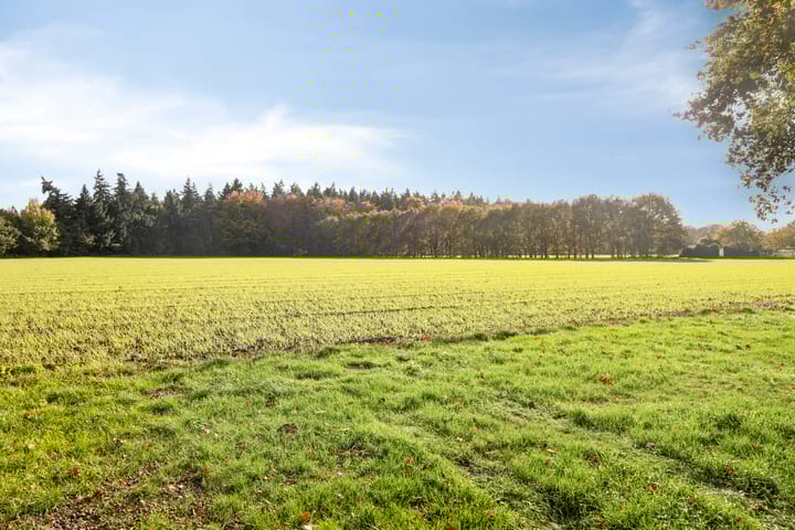 Foto 35 van Boekweitsdries 10