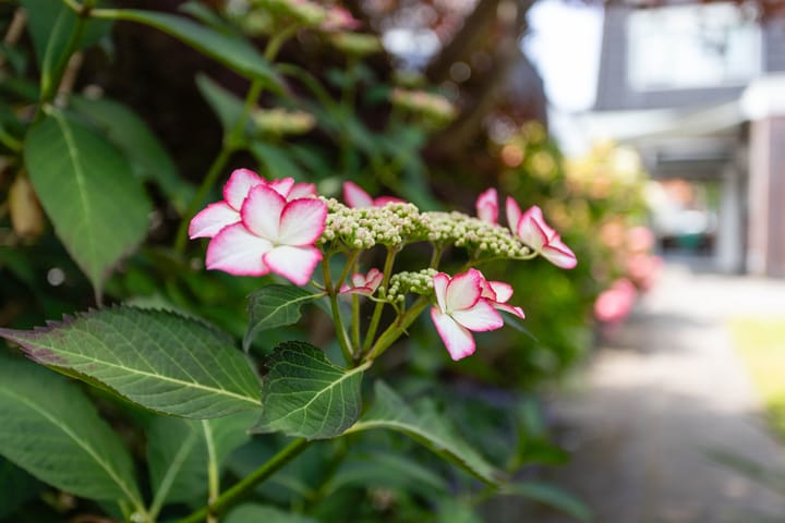 Foto 35 van Westerlaan 18