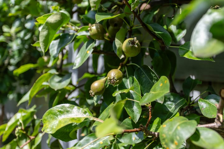 Foto 36 van Westerlaan 18