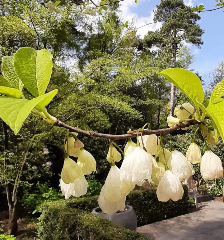 Foto 29 van Jan van Galenlaan 3