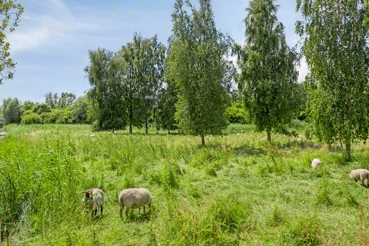 Photo 45 of Korenbloem 13