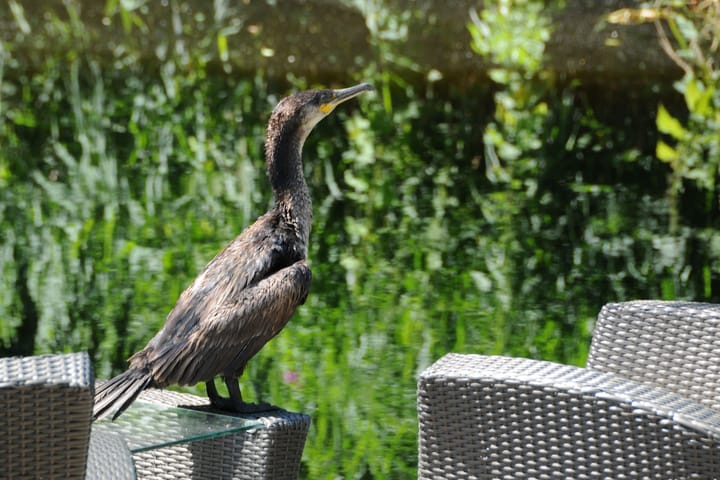 Photo 37 of Van de Veldelaan 958