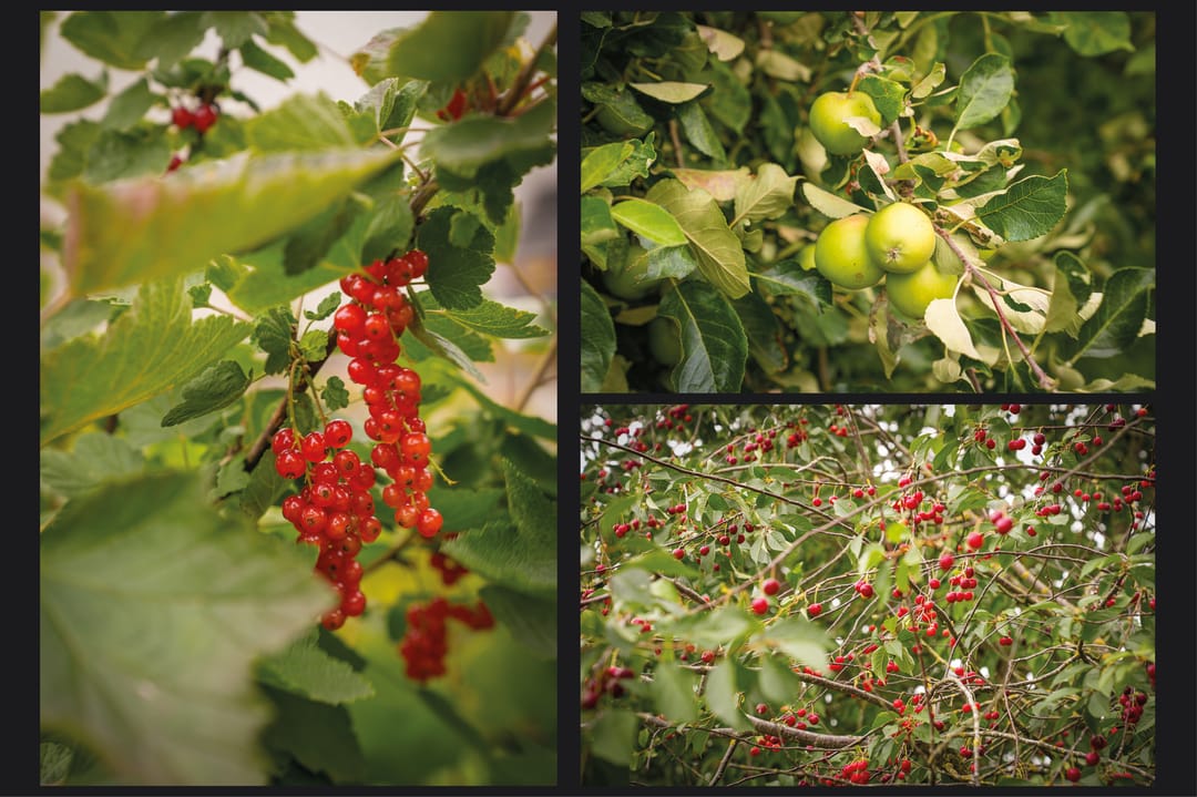 Photo 8 of Paterstraat