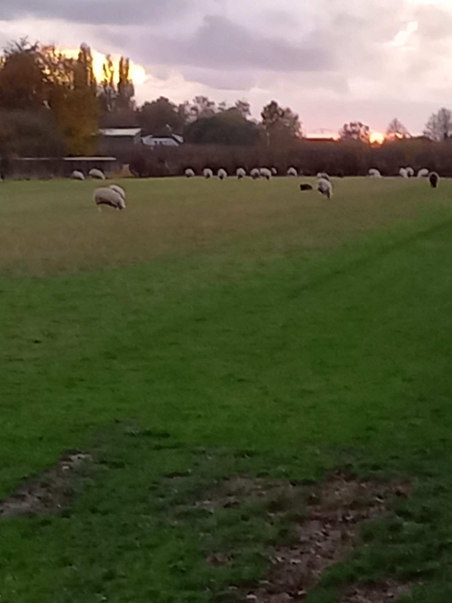 View photo 4 of Molenweg