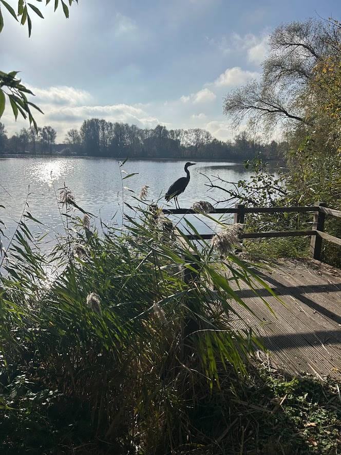 Foto 39 van Boswinde 13